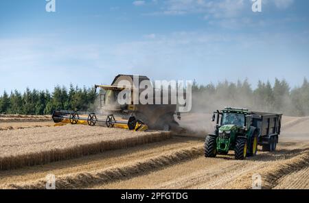 Zugmaschine und Anhänger, die neben einem Mähdrescher fahren und darauf warten, bei Bedarf mitzuziehen, um den Anhänger zu füllen. North Yorkshire, Großbritannien. Stockfoto