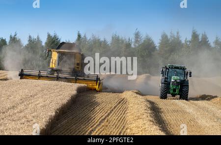 Zugmaschine und Anhänger, die neben einem Mähdrescher fahren und darauf warten, bei Bedarf mitzuziehen, um den Anhänger zu füllen. North Yorkshire, Großbritannien. Stockfoto