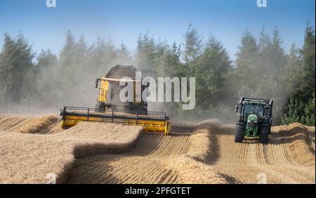 Zugmaschine und Anhänger, die neben einem Mähdrescher fahren und darauf warten, bei Bedarf mitzuziehen, um den Anhänger zu füllen. North Yorkshire, Großbritannien. Stockfoto