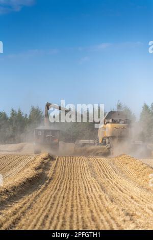New Holland-Mähdrescher füllt den Anhänger mit Getreide, während er auf dem Weizenfeld neben dem Mähdrescher fährt. North Yorkshire, Großbritannien. Stockfoto