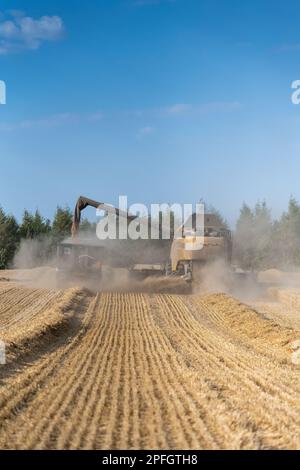 New Holland-Mähdrescher füllt den Anhänger mit Getreide, während er auf dem Weizenfeld neben dem Mähdrescher fährt. North Yorkshire, Großbritannien. Stockfoto