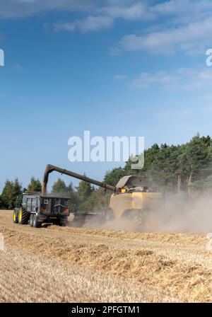 New Holland-Mähdrescher füllt den Anhänger mit Getreide, während er auf dem Weizenfeld neben dem Mähdrescher fährt. North Yorkshire, Großbritannien. Stockfoto