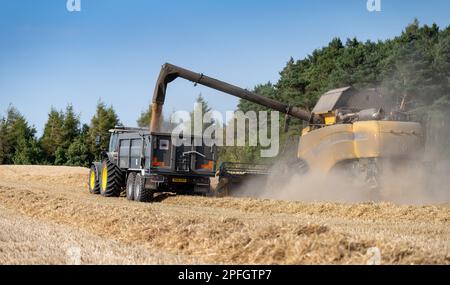 New Holland-Mähdrescher füllt den Anhänger mit Getreide, während er auf dem Weizenfeld neben dem Mähdrescher fährt. North Yorkshire, Großbritannien. Stockfoto