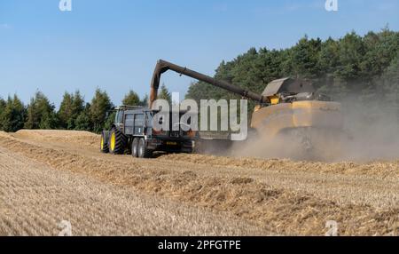 New Holland-Mähdrescher füllt den Anhänger mit Getreide, während er auf dem Weizenfeld neben dem Mähdrescher fährt. North Yorkshire, Großbritannien. Stockfoto