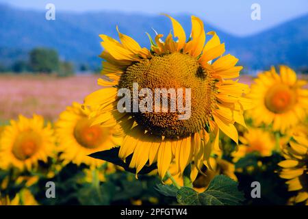 Sonnenblumen zeichnen sich durch die Drehung der Blüten in Richtung Sonne aus. Stockfoto