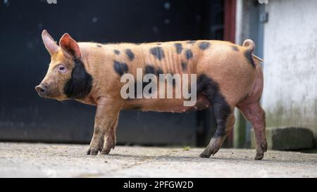 Fleckenschwein auf einem Bauernhof, North Yorkshire, Großbritannien. Stockfoto