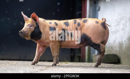 Fleckenschwein auf einem Bauernhof, North Yorkshire, Großbritannien. Stockfoto