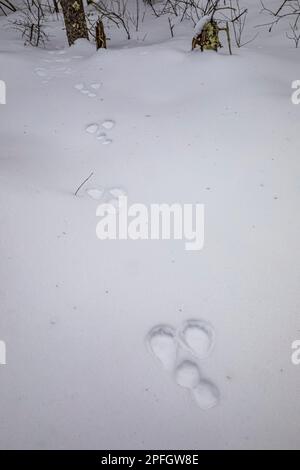 Schneeschuhhhhasen, Lepus americanus, Wintersportstrecken im Sax-Zim Bog, Minnesota, USA Stockfoto