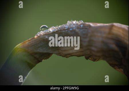 Narzisse, Narzissen, extreme Makroaufnahme. Makrofotografie. Gelbe Blume. Stockfoto