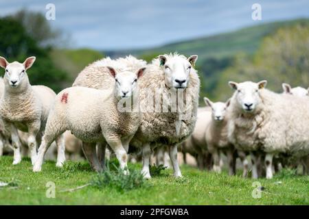 Herde von Cheviot Maultieren mit texel-gezüchteten Lämmern zu Fuß, Alson, Cumbria, Vereinigtes Königreich. Stockfoto