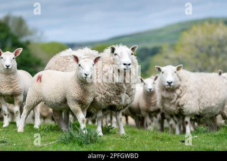 Herde von Cheviot Maultieren mit texel-gezüchteten Lämmern zu Fuß, Alson, Cumbria, Vereinigtes Königreich. Stockfoto