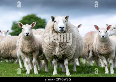 Herde von Cheviot Maultieren mit texel-gezüchteten Lämmern zu Fuß, Alson, Cumbria, Vereinigtes Königreich. Stockfoto