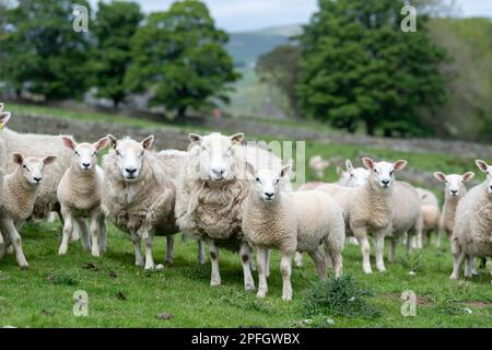 Herde von Cheviot Maultieren mit texel-gezüchteten Lämmern zu Fuß, Alson, Cumbria, Vereinigtes Königreich. Stockfoto