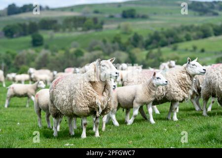 Herde von Cheviot Maultieren mit texel-gezüchteten Lämmern zu Fuß, Alson, Cumbria, Vereinigtes Königreich. Stockfoto