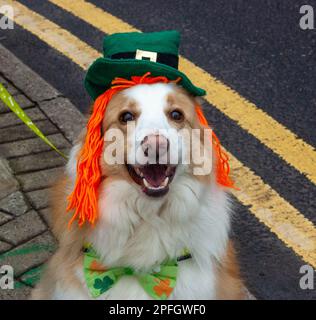 Freitag, 17. März 2023, Bantry West Cork, Irland; Bantry hieß St. Patrick's Day Parade heute. Mehr als 20 Wagen von örtlichen Schulen, Clubs und Unternehmen nahmen als Grand Marshall an Hazel Vickery Teil und wurden von der Ballingeary Pipe Band geleitet. Dies ist die 2. Parade seit der Covid-19-Pandemie. Mehr als 200 Personen sahen sich die Parade an, die von Gearoid O'Leary MC’d veranstaltet wurde. Blau, ein Collie-Mix, mit einem St. Patrick's Day hat. Credits: Ed/Alamy Live News. Stockfoto