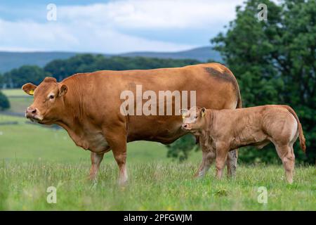 Pedigree Limousin Rinderkuh und -Kalb in Upland Weiden, Lancashire, Großbritannien. Stockfoto