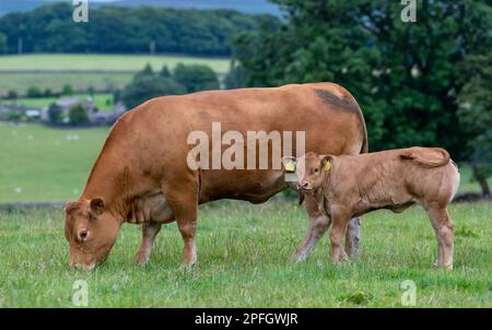 Pedigree Limousin Rinderkuh und -Kalb in Upland Weiden, Lancashire, Großbritannien. Stockfoto