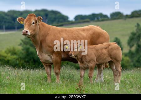 Abstammung Limousin Kuh und Kalb auf Bergweide, Lancashire, Vereinigtes Königreich. Stockfoto