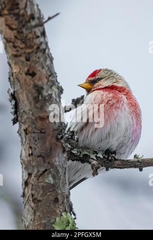 Common Redpoll, Acanthis flammea, weiblich hoch oben auf einem Tamarack in Sax-Zim Bog, Minnesota, USA Stockfoto