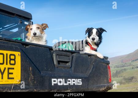 Border Collie und ein Jack Russell auf dem Rücksitz eines Nutzfahrzeugs. Stockfoto