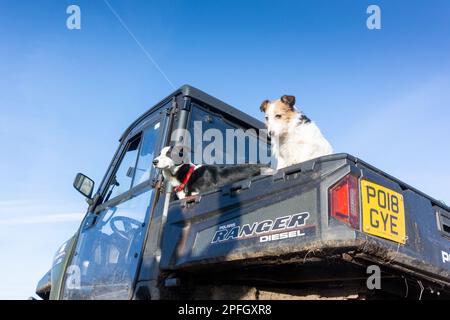 Border Collie und ein Jack Russell auf dem Rücksitz eines Nutzfahrzeugs. Stockfoto