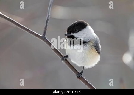 Chickadee mit schwarzem Verschluss, Poecile atricapillus, in Sax-Zim Bog, Minnesota, USA Stockfoto