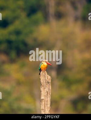 Stork Billing Königfisher oder Tree Königfisher oder Pelargopsis capensis Vogel Verengung auf natürlichem grünen Hintergrund während der Wintersaison corbett Safari Stockfoto