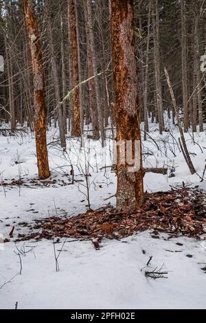 Tamaracken, die von östlichen Larchenkäfern, Dendroctonus simplex, befallen sind, mit Rinde, die von Spechern abgeplatzt wird, im Sax-Zim Bog, Minnesota, USA Stockfoto