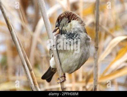 Porträt eines Spatzen, der auf einem Reed sitzt Stockfoto