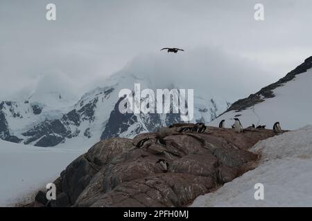 Fliegende Seevögel, die versuchen, Eier aus einer Gentoo-Pinguin-Kolonie auf Booth Island - Antarktis zu stehlen Stockfoto