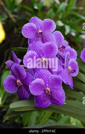 Vanda Orchideenblume, Vanda Roberts Freude in Can Tho, Vietnam Stockfoto