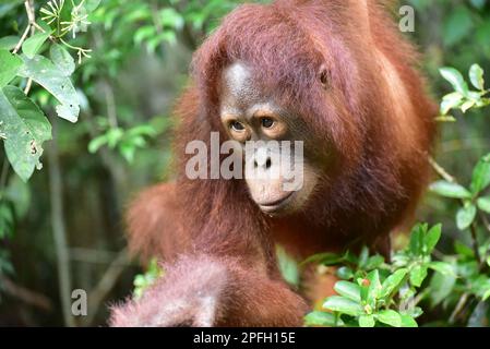 Nahaufnahme von Orangutan (Pongo pygmaeus wurmbii) Tanjung Puting National Park, Central Kalimantan, Borneo, Indonesien. Stockfoto