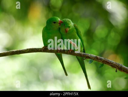 Zwei glatte Papageien (Brotogeris tirica) auf einem Ast, die sich gegenseitig zubereiten. Atlantic Forest, Brasilien Stockfoto