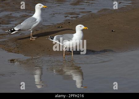 Heringsmull (Larus argentatus) & Hybrid Heringsmull x Lesser Black-Back Gull (Larus fuscus) Blakeney Norfolk GB UK April 2022 Stockfoto