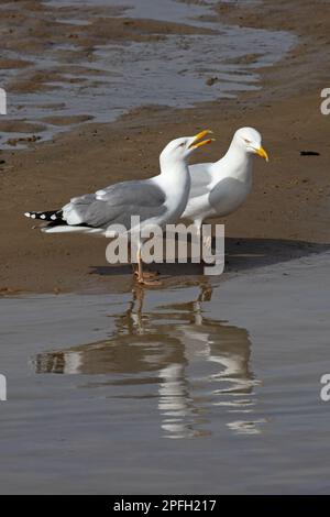 Heringsmull (Larus argentatus) & Hybrid Heringsmull x Lesser Black-Back Gull (Larus fuscus) Blakeney Norfolk GB UK April 2022 Stockfoto