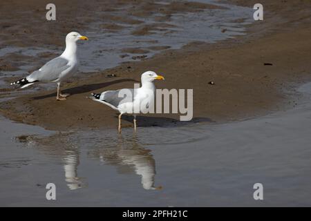 Heringsmull (Larus argentatus) & Hybrid Heringsmull x Lesser Black-Back Gull (Larus fuscus) Blakeney Norfolk GB UK April 2022 Stockfoto