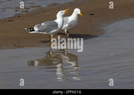 Heringsmull (Larus argentatus) & Hybrid Heringsmull x Lesser Black-Back Gull (Larus fuscus) Blakeney Norfolk GB UK April 2022 Stockfoto