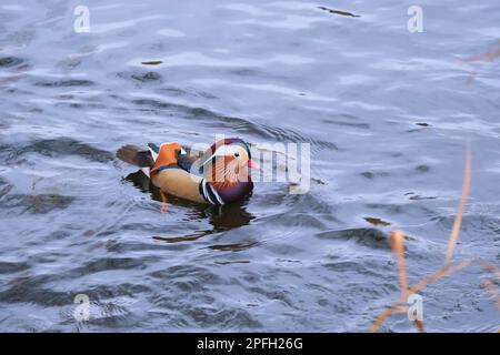 mandarine-Ente, die im Teich schwimmt Stockfoto
