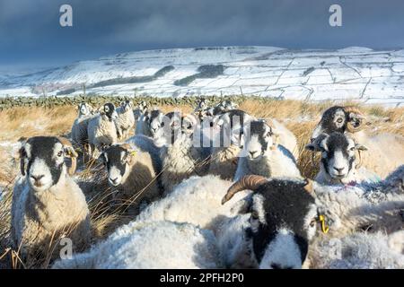 Eine Herde von Swaledale-Schafen, eine robuste einheimische Bergrecht, die auf zusätzliches Futter in einem schneebedeckten Schnappschuss wartet. Burtersett, in der Nähe von Hawes in Wensleydale, North Yorkshire, Großbritannien. Stockfoto