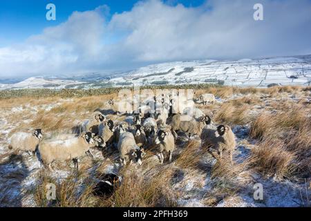 Eine Herde von Swaledale-Schafen, eine robuste einheimische Bergrecht, die auf zusätzliches Futter in einem schneebedeckten Schnappschuss wartet. Burtersett, in der Nähe von Hawes in Wensleydale, North Yorkshire, Großbritannien. Stockfoto