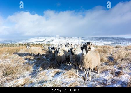 Eine Herde von Swaledale-Schafen, eine robuste einheimische Bergrecht, die auf zusätzliches Futter in einem schneebedeckten Schnappschuss wartet. Burtersett, in der Nähe von Hawes in Wensleydale, North Yorkshire, Großbritannien. Stockfoto