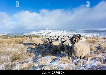 Eine Herde von Swaledale-Schafen, eine robuste einheimische Bergrecht, die auf zusätzliches Futter in einem schneebedeckten Schnappschuss wartet. Burtersett, in der Nähe von Hawes in Wensleydale, North Yorkshire, Großbritannien. Stockfoto