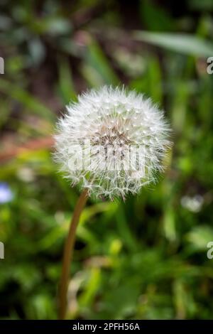 Geschlossener Löwenzahn. Löwenzahn weiße Blumen im grünen Gras. Löwenzahn, weiße Blume. Nahaufnahme. Stockfoto