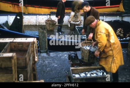 1960er, historisch, frischer Fisch, Pilchards, Beg entladen im Hafen im Dorf Polperro, Cornwall, England, Großbritannien. Die Fischerei war schon immer ein Teil des Lebens im Dorf Cornish und in den vergangenen Jahrhunderten eine wichtige Industrie. Das ist sein Erbe in Polperro, das Dorf hat einen alten Pub aus dem 16. Jahrhundert namens „die drei Pilchards“. Stockfoto