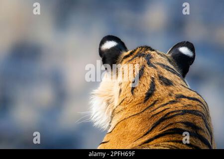 Tiger, Panthera Tigris, Porträt von der Seite seines Gesichtskopfes. Das Tier schaut nach links. Ranthambore-Nationalpark, Rajasthan, Indien Stockfoto