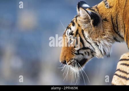 Tiger, Panthera Tigris, Porträt von der Seite seines Gesichtskopfes. Das Tier schaut nach links. Ranthambore-Nationalpark, Rajasthan, Indien Stockfoto