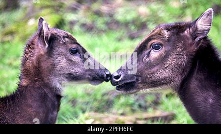 Visayan Fleckhirsche, auch bekannt als philippinische Hirschmutter und Kalb Stockfoto