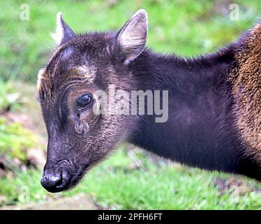 Visayan Fleckhirsche, auch bekannt als philippinische Hirschmutter und Kalb Stockfoto