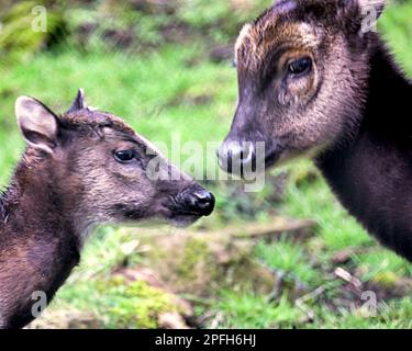 Visayan Fleckhirsche, auch bekannt als philippinische Hirschmutter und Kalb Stockfoto