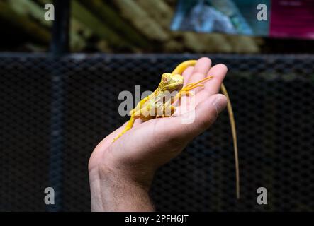 Gelber Leguan sitzt auf der Hand. Stockfoto